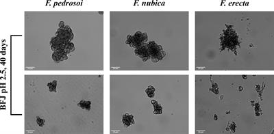 Pathogenicity and Growth Conditions Modulate Fonsecaea Extracellular Vesicles’ Ability to Interact With Macrophages